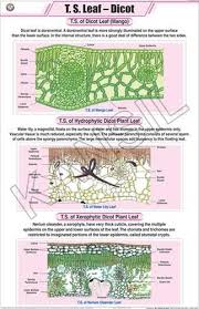 T S Leaf Dicot For Botany Chart