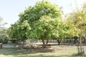 Image result for Citharexylum