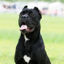 Read more about this loving breed. Https Www Modernmolosser Com Nicola Mille Discusses Correct Coat In The Cane Corso