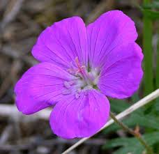 Image result for Geranium aculeolatum
