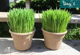 Guppy grass is a popular choice among those who keep fish. The Ultimate Guide To Growing Cat Grass 2021