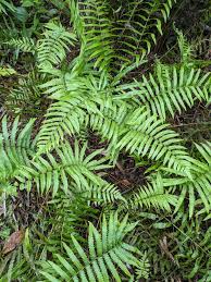 Image result for Cyclosorus interruptus