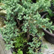Yes you can trim off unwanted branches & limbs to create a bonsai affect. How To Grow And Care For Juniper Bonsai