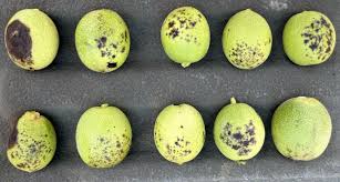 Image result for Walnut blight