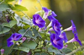 Image result for Hippocratea graciliflora