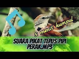 We did not find results for: Suara Pikat Burung Tepus Pipi Perak Mp3 Youtube