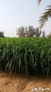 Maybe you would like to learn more about one of these? Ø¨Ø°ÙˆØ± Ø¨ÙˆÙ†ÙŠÙƒØ§Ù… Ø¨Ù…Ø¨Ø§Ø³Ø§ Ø§Ù„Ø§Ù…Ø±ÙŠÙƒÙŠ