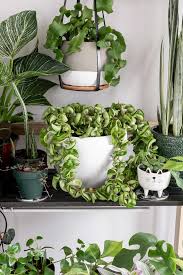 It can also tolerate a couple of hours of direct sunlight but should not be placed in full sun. 16 Non Toxic Plants For Cats To Add To Your Houseplant Collection Now