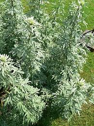 Image result for Artemisia sp.no.1
