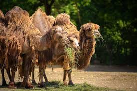 'some recent studies suggest that camel milk has a positive effect on diabetes ii patients. Camel Milk Reduces Cell Inflammation Associated With Type 2 Diabetes Technology Dunya News
