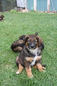 English Shepherd Puppies Cleveland English Shepherd English Shepherd Puppy Puppies