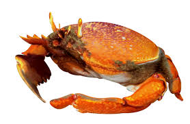 Image result for Crabbea nana