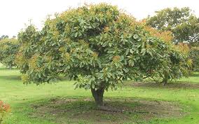 Fruit is a small purple drupe. Tropical Fruit Trees Avocado