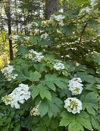 Image result for Hydrangea quercifolia