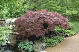 Red Select Japanese Maple Acer Palmatum Zones 5 9 Red Select Is A Dissected Japanese Maple That T Japanese Maple Tree Japanese Garden Japanese Maple