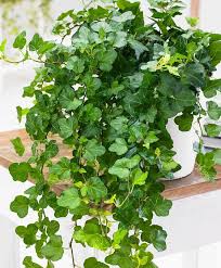 Best Air Purifier Ivy Wonder Hedera Helix Bakker 4 95 Plants Ivy Plants Hanging Plants Indoor