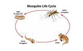 Metamorfosis tidak sempurna melewati 3 fase yaitu dari telur menjadi larva, kemudian menjadi hewan dewasa. Contoh Hewan Yang Mengalami Metamorfosis Sempurna Gambarnya