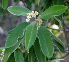 Image result for Ozoroa nitida