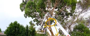 Exact timing will depend on how close the vehicles can get to the location. Tree Pruning Cost Pricing In 2021 Jim S Trees