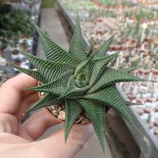 Image result for Haworthia limifolia