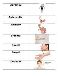 The describe organs found in the inferior 3 abdominal regions, by region. Body Regions Worksheets Teaching Resources Teachers Pay Teachers