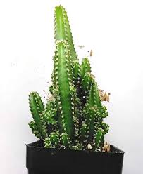 Fairy castle cactus is easy to care for. D Flora Acanthocereus Tetragonus Fairy Castle Cactus Amazon In Garden Outdoors