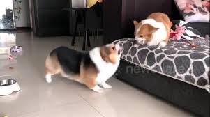 Coub is youtube for video loops. Newsflare Two Corgis Are Locked In Bitter Argument