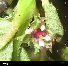 Image result for Zaleya