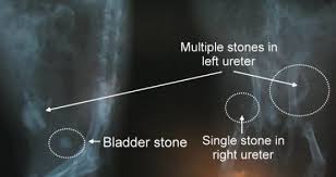 Most kidney stones eventually pass from the kidney through the ureter and bladder and finally through the urethra on their own. Guinea Lynx Bladder Stones