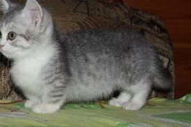 Munchkin Cat Kittens For Sale In San Antonio Texas Tx Munchkin Cat Kittens Cutest Munchkin Kitten