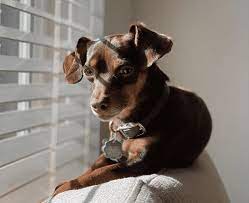 Corgi chihuahua mix, teacup chihuahua, apple head chihuahua, deer head chihuahua, black chihuahua, chihuahua dachshund mix, ugly chihuahua, pomeranian chihuahua mix, long haired chihuahua, chihuahua meme, chihuahua pug mix, baby chihuahua, tiny chihuahua, fat chihuahua, chihuahua costume, shiba inu chihuahua mix, apple head teacup chihuahua, min chihuahua, corgi and chihuahua mix. Idxczcxlvtjzlm