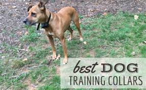 Best Dog Training Collars Educator Vs Dogtra Vs Sportdog Vs