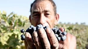 We harvest our GRAPES