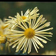 Find many great new & used options and get the best deals for yellow mum to be sash baby one size fits all: Yellow Quill Mammoth Mum Hardy Mums Spring Hill Nurseries