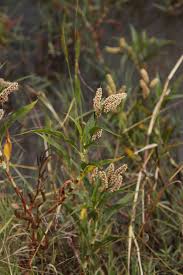 Image result for Persicaria senegalensis