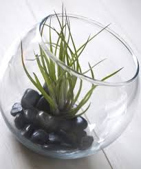 It's one of the most versatile aquatic plants out there, and it's a great fit for betta fish. What Type Of Plants Can We Grow In A Fishbowl Instead Of Fish Quora