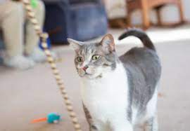 ruyada kedi isirmasi tirmalamasi saldirmasi sevmek kediden kacmak guclu kadin kadin kedi