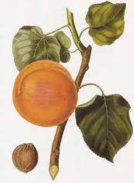 Image result for Prunus armeniaca