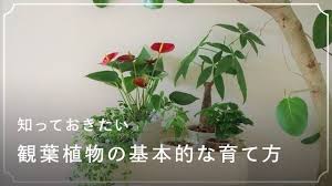 人気の観葉植物のおすすめ38選とこれだけは知っておきたい育て方 Lovegreen ラブグリーン