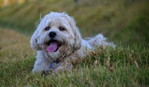 Deze hondjes komen van oorsprong uit het oosten van tibet en uit het centrale middellandse zeegebied. Maltese Shih Tzu Alles Over Honden