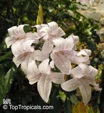 Image result for Mackaya