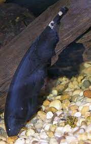 The black ghost knifefish natively lives in fast moving, sandy bottom creeks in a tropical climate. Black Ghost Knifefish Wikipedia