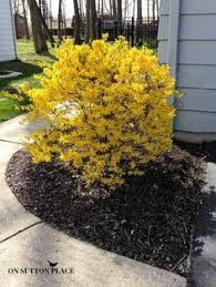 How To Prune Forsythia On Sutton Place Landscaping Plants Garden Shrubs Plants