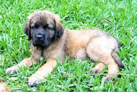 Fluffy English Mastiff Puppy English Mastiff Puppies Mastiff Puppies Interactive Dog Toys