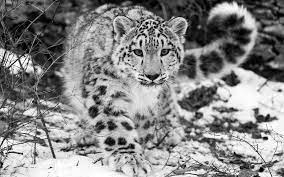 Possibilité aussi de s'inscrire pour mettre en favoris vos fonds d'écrans préférés! Fonds D Ecran Originaux A Telecharger Gratuitement Paysage Espace Animaux Arttelecharger Un Fond D Ecr Animaux Panthere Des Neiges Photos Animaux Sauvages