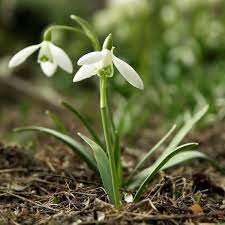 Galanthus Nivalis Common Snowdrop Plants Planting Flowers Garden