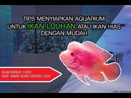 Cara budidaya ikan louhan di akuarium. Persiapan Aquarium Untuk Merawat Ikan Louhan Atau Hias Dengan Tepat Part1 003 Youtube