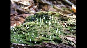 Image result for Multiclavula mucida