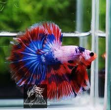 Halfmoon Fccp Betta Fish Fish Pet Betta