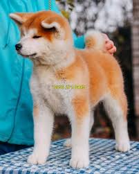 Japon Akita Kopegi Satilik Kopekler Akita Kopek Hayvan